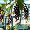 Zdjęcie z Grecji - październikowa flora Kerkyry