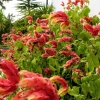 Zdjęcie z Grecji - październikowa flora Kerkyry
