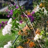 Zdjęcie z Portugalii - W ogrodzie botanicznym...