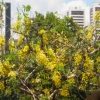 Zdjęcie z Brazylii - Recife