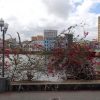 Zdjęcie z Brazylii - Recife