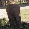 Zdjęcie z Tajlandii - W parku spotykamy również małe słonie