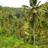Zdjęcie z Indonezji - Tarasy ryzowe Gunung Kawi