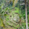 Zdjęcie z Indonezji - W drodze do Tirta Empul wciaz mijamy tarasy ryzowe
