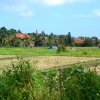 Zdjęcie z Indonezji - pola ryzowe - Ubud