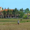 Zdjęcie z Indonezji - Podubudzkie pola ryzowe