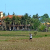 Zdjęcie z Indonezji - Podubudzkie pola ryzowe