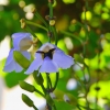 Zdjęcie z Indonezji - Fauna i flora 