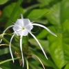 Zdjęcie z Indonezji - Tropikalna flora