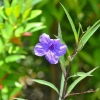 Zdjęcie z Indonezji - Tropikalna flora