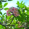 Zdjęcie z Indonezji - Frangipani - zapach tropikow