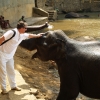 Zdjęcie ze Sri Lanki - Bliskie spotkanie