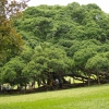 Zdjęcie ze Sri Lanki - Ficus Benjamin