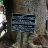 Zdjęcie ze Sri Lanki - Ficus Benjamin cd.