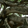 Zdjęcie ze Sri Lanki - Ficus Benjamin cd.