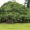 Zdjęcie ze Sri Lanki - Ficus Benjamin cd.