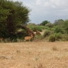 Zdjęcie z Kenii - Tsavo