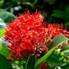 Zdjęcie z Indonezji - Tropikalna flora