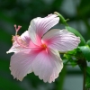 Zdjęcie z Indonezji - Hibiskus