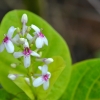 Zdjęcie z Indonezji - Tropikalna flora