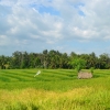 Zdjęcie z Indonezji - Pola ryzowe