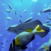 Zdjęcie z Zjednoczonych Emiratów Arabskich - underwater world