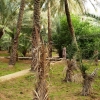 Zdjęcie z Zjednoczonych Emiratów Arabskich - Oaza w Al-Ain