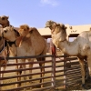 Zdjęcie z Zjednoczonych Emiratów Arabskich - Trag wielbłądów w Al-Ain
