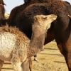 Zdjęcie z Zjednoczonych Emiratów Arabskich - na Targu wielbłądów w Al-Ain