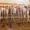 Zdjęcie z Zjednoczonych Emiratów Arabskich - camel parking:))