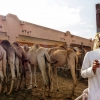 Zdjęcie z Zjednoczonych Emiratów Arabskich - komu wielbłąda? komu? 