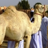 Zdjęcie z Zjednoczonych Emiratów Arabskich - piekne białe wielbłądy - te są droższe od tych brązowych
