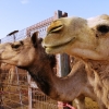 Zdjęcie z Zjednoczonych Emiratów Arabskich - Al-Ain - wielbłądzi targ