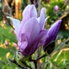 Zdjęcie z Polski - magnolie szaleją - jak to w kwietniu, a tegoroczny kwiecień jest wyjątkowo piękny i ciepły