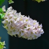 Zdjęcie z Indonezji - Piekna flora