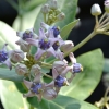 Zdjęcie z Indonezji - Piekna flora