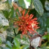 Zdjęcie z Indonezji - Ciekawa flora