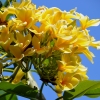 Zdjęcie z Indonezji - Frangipani - zapach tropikow