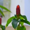 Zdjęcie z Indonezji - Tropikalna flora