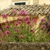 Zdjęcie z Włoch - kwitnąca waleriana różowa - od stuleci porasta Mezzogiorno
