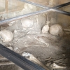 Zdjęcie z Włoch - szczątki mieszkańców Pompei