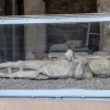 Zdjęcie z Włoch - dziecko Pompei