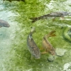 Zdjęcie z Włoch - rybki rybeczki...