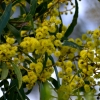 Zdjęcie z Australii - Kwitnie black wattle