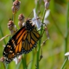 Zdjęcie z Australii - Nowo przepoczwarzony motylek spoglada na swiat