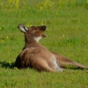 Zdjęcie z Australii - Pierwszy raz widzialem i pierwszy raz sfotografowalem