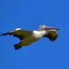 Zdjęcie z Australii - Pelikan australijski