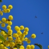 Zdjęcie z Australii - Fauna i flora 