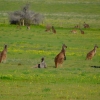 Zdjęcie z Australii - Kangurza rodzina