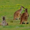 Zdjęcie z Australii - Kangurza rodzina